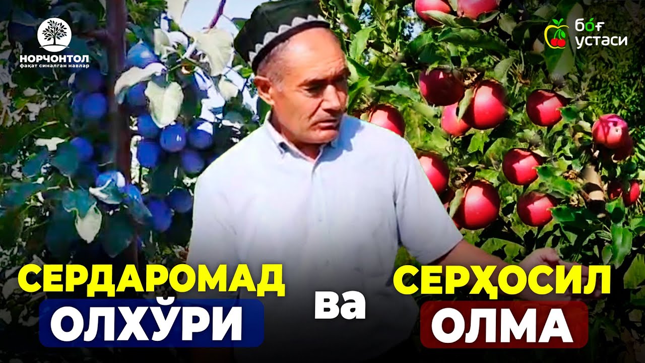 ОЛХЎРИ ВА ОЛМА БОҒИДАН ДАРОМАД! | +998 78 113 18 19 #shuhratabrorov #sliva #olxori #devilgala #olma