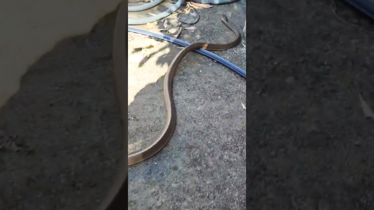 COASTAL TAIPAN! Possibly the deadliest snake on the planet in reality  #cairnslobster#snake #kuranda