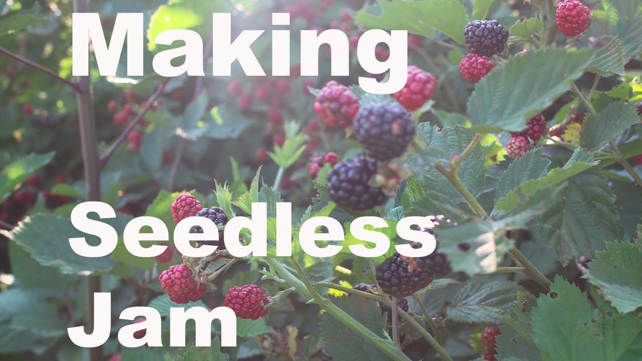 Picking and Making Seedless Blackberry Jam  | Using Ball REALFRUIT Pectin | Using a Food Mill |