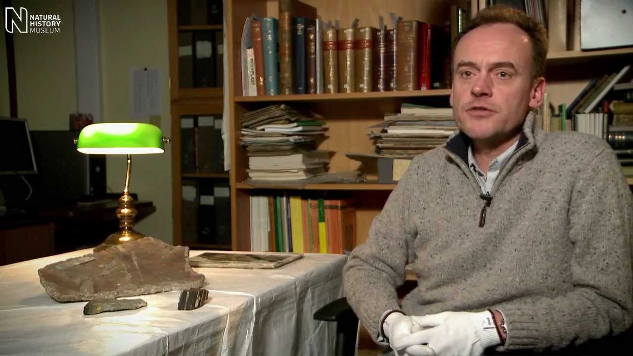 Scott's Glossopteris specimen | Natural History Museum