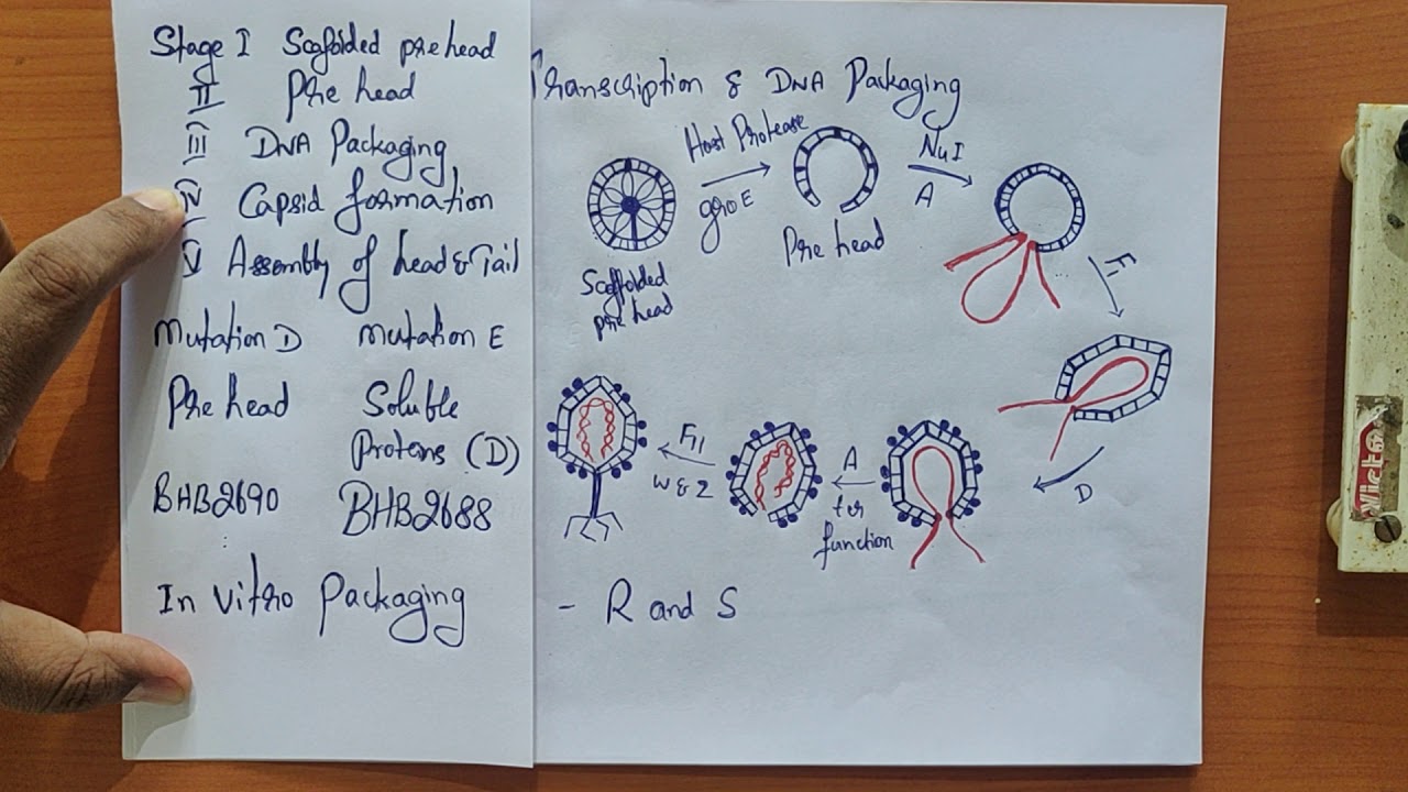 Prof  BSV In vitro packaging and cosmid vectors Lecture 7
