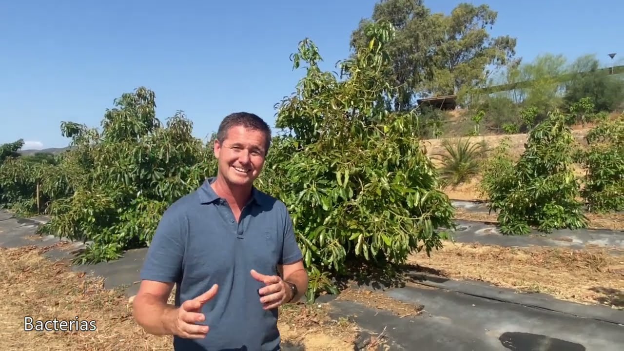 Gestión Integrada de Plagas en cultivo de aguacate. IFAPA Centro de Campanillas. [Málaga 11/06/2024]