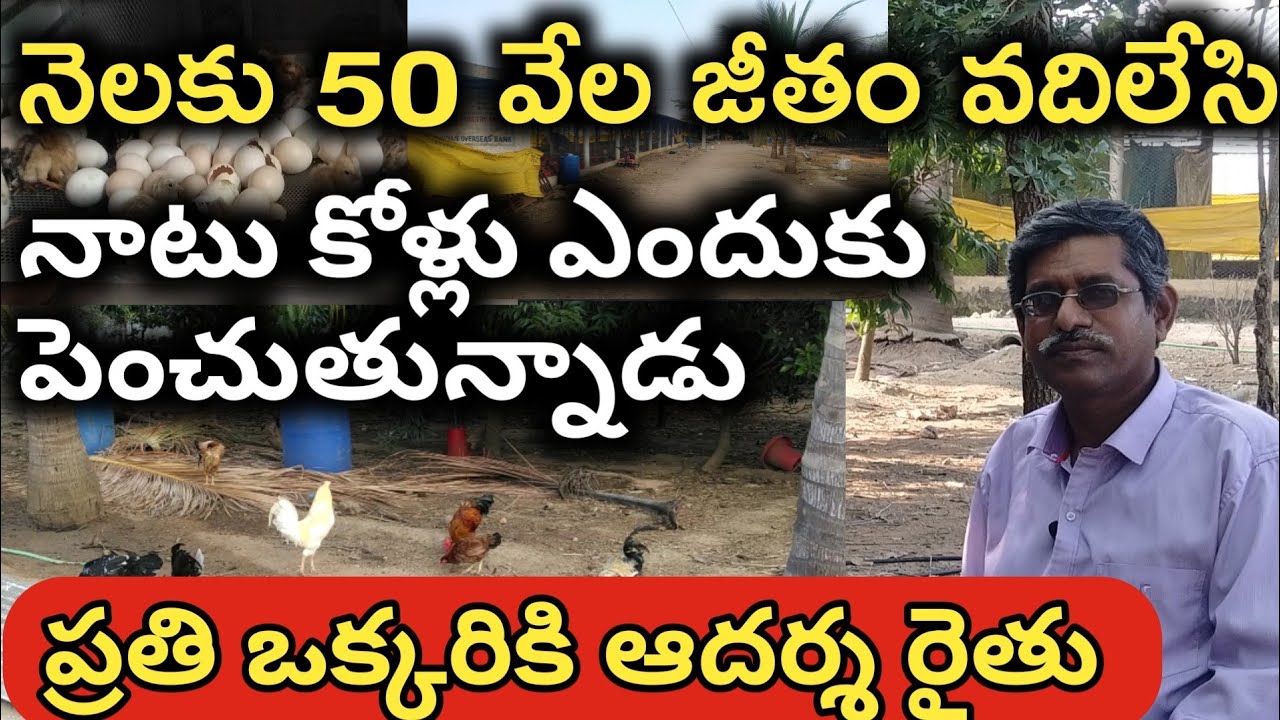 నాటు కోళ్లు ఎలా పెంచాలి||నాటు కోళ్లు లావాదేవీలు||దేశవాళి కోళ్ల పెంపకం||నాటుకోడి