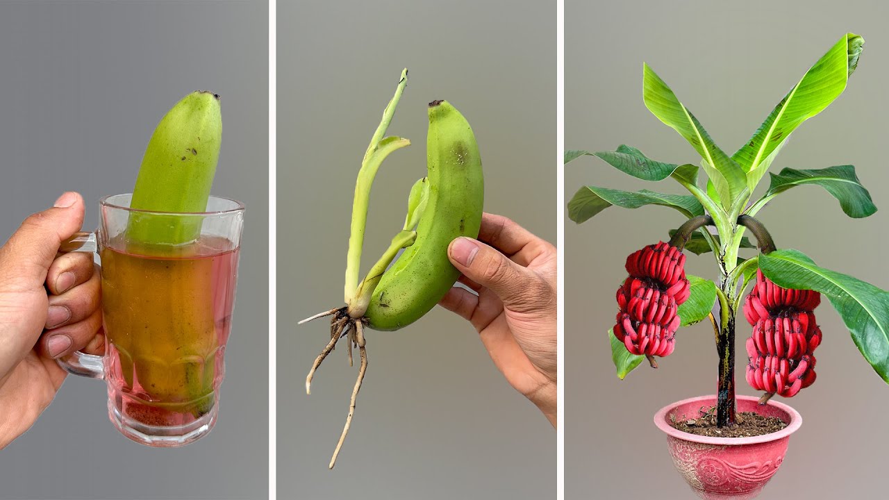 TECHNIQUE: Using apple juice to propagate banana plants results in extremely vigorous growth.