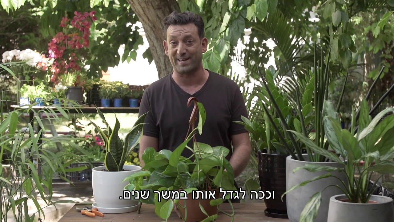 גם אתם הורסי צמחים?  קבלו את רשימת חמשת הצמחים העמידים ביותר שאין סיכוי שתצליחו להרוס