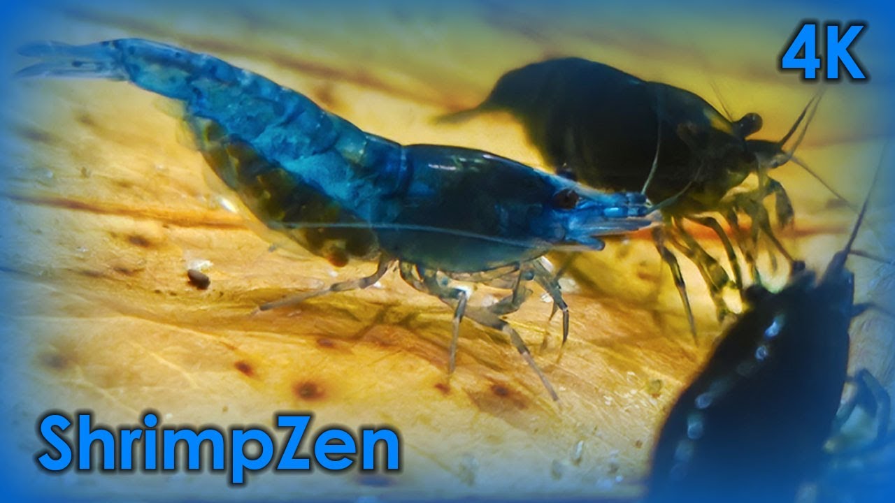 🔴 Live Aquarium Feed | Planted Shrimp Tank & Chill Beats | 16/02/2026