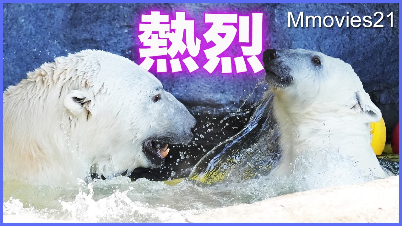 【ホッキョクグマ繁殖期】ピリカを想うホクトの健気なアピール・鳴き合う2頭・同居中に見せる行動~Polar Bear Breeding Season in Asahiyama Zoo