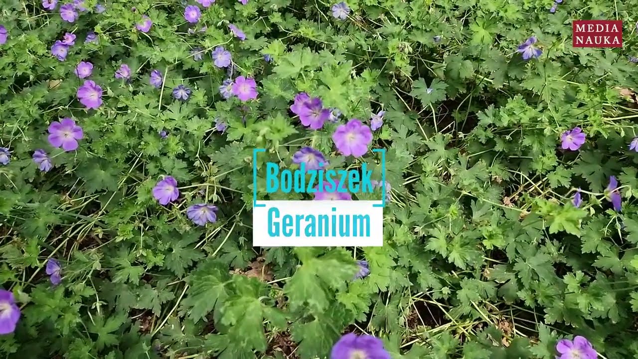 Bodziszek (Geranium)