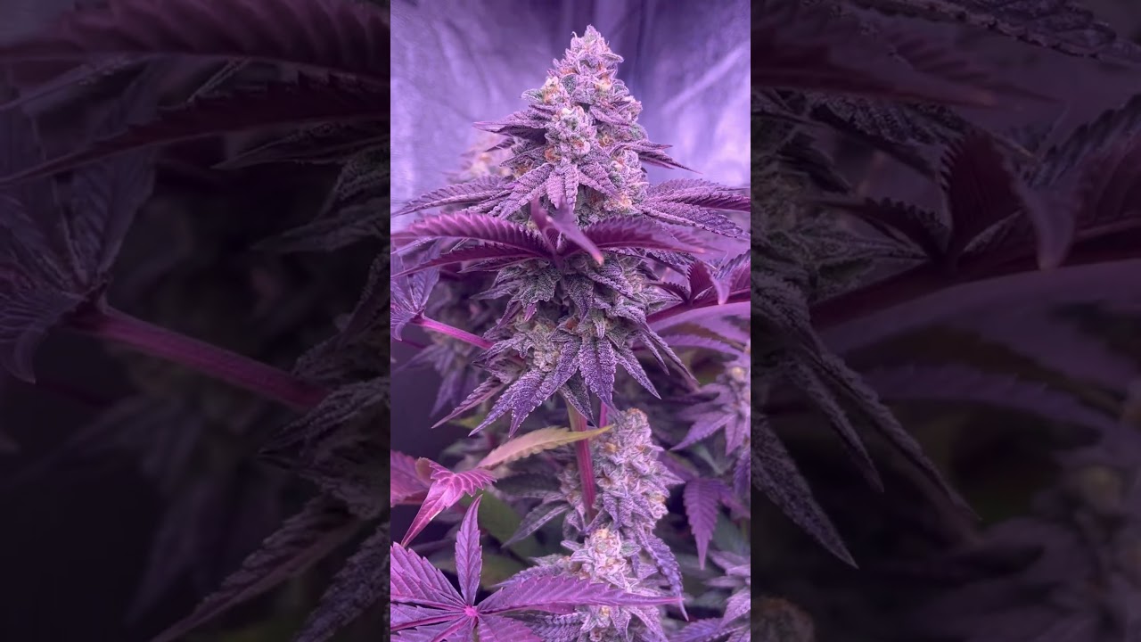 Fette lila Bud Oreoz OG #420 #seedtoharvest #crazybud
