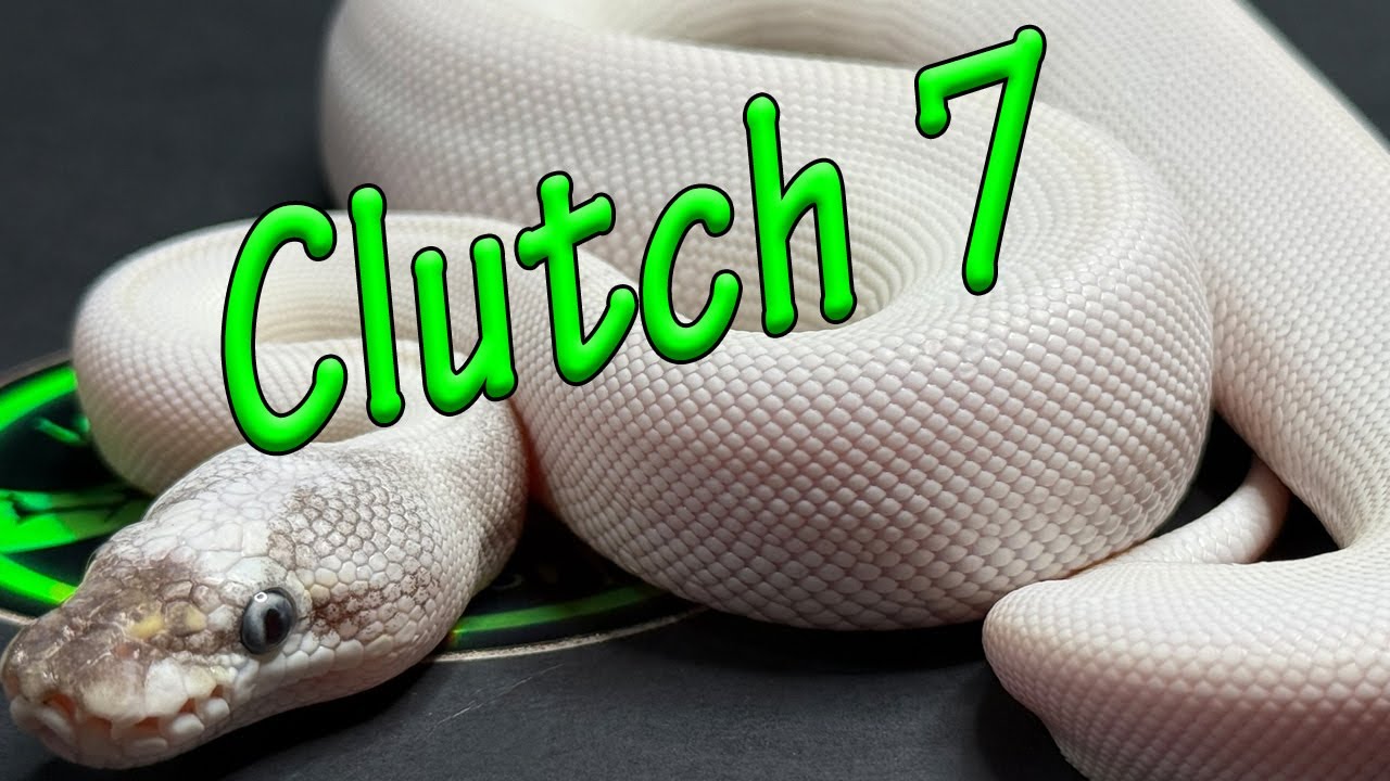 Ball Python Clutch 7!