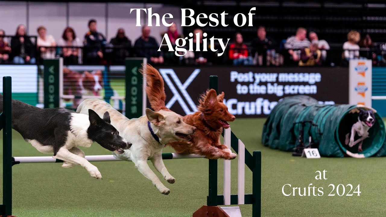 The BEST of Agility at Crufts 2024