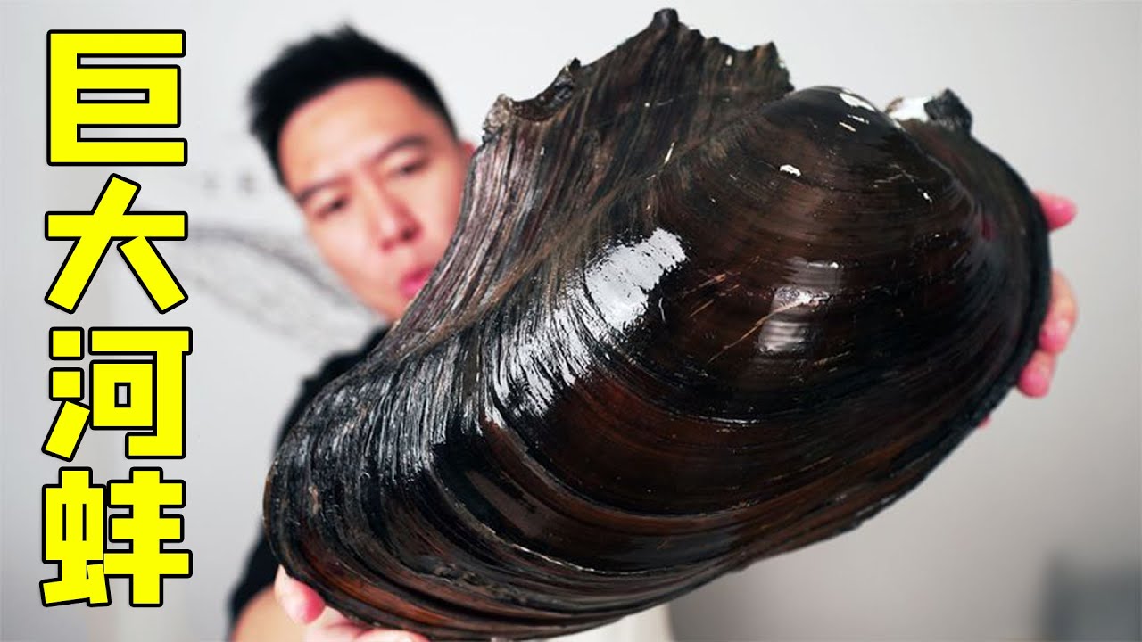 河蚌成精？！一个6斤多的巨大河蚌，能咬的动吗？#小文哥吃吃吃