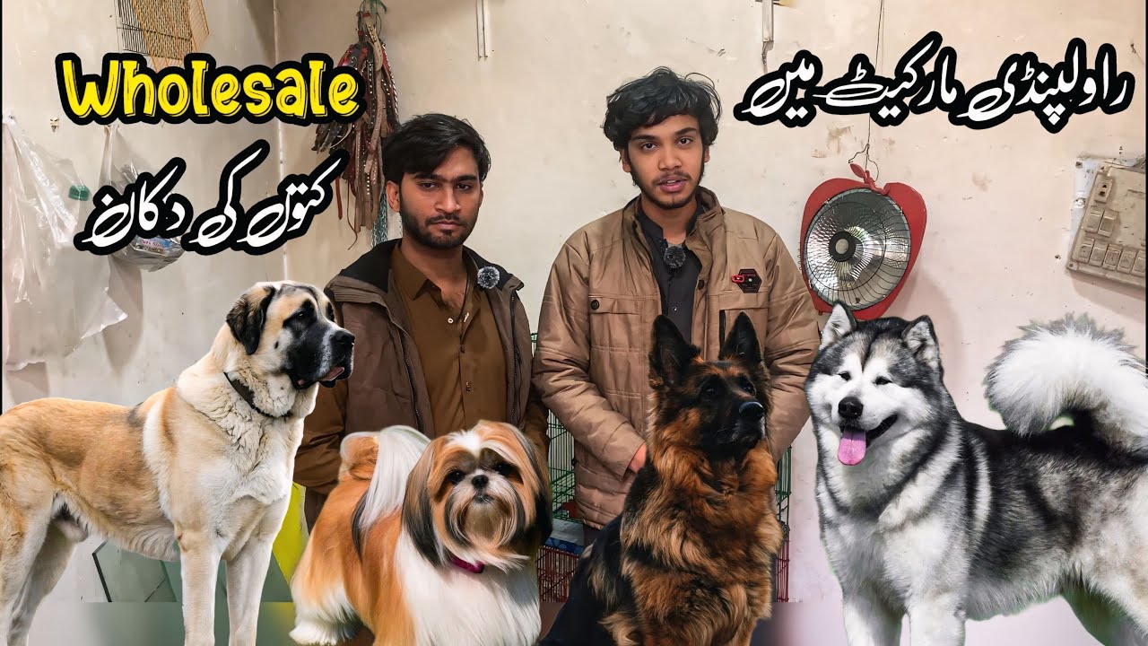 Rawalpindi College Road | Top Quality Afghan Kochi Dog | Shahzain Animals Vlogs 
