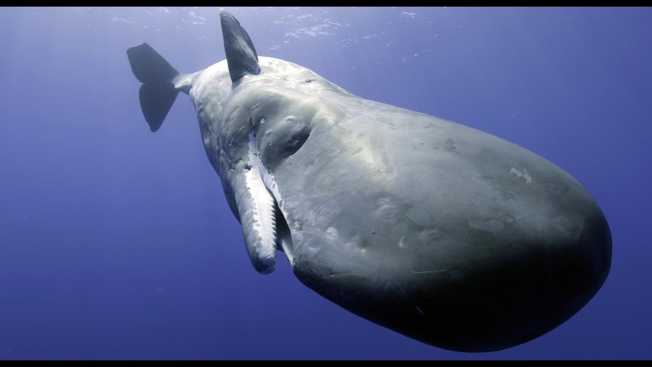 Sperm Whale Attempts To Communicate With Robotic Spy Whale!