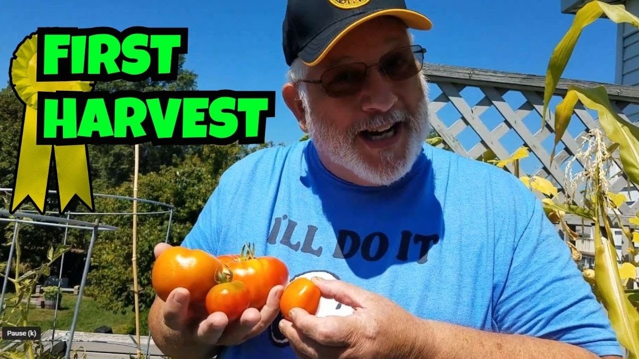 Grow Bag Tomato Harvest &mdash; Campari, Marzano & Pound-Sized Beefsteak!