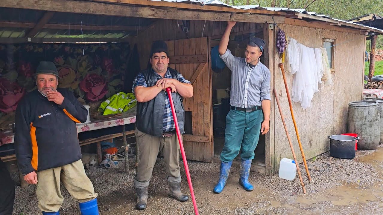STANA DOMNULUI MUREA,IN PLINA ACTIVITATE DE DIMINEATA,PE PLOAIE.MANCAM BULZ CIOBANESC.JUD.COVASNA.
