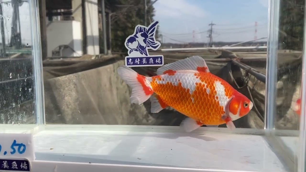 No.50 更紗和金