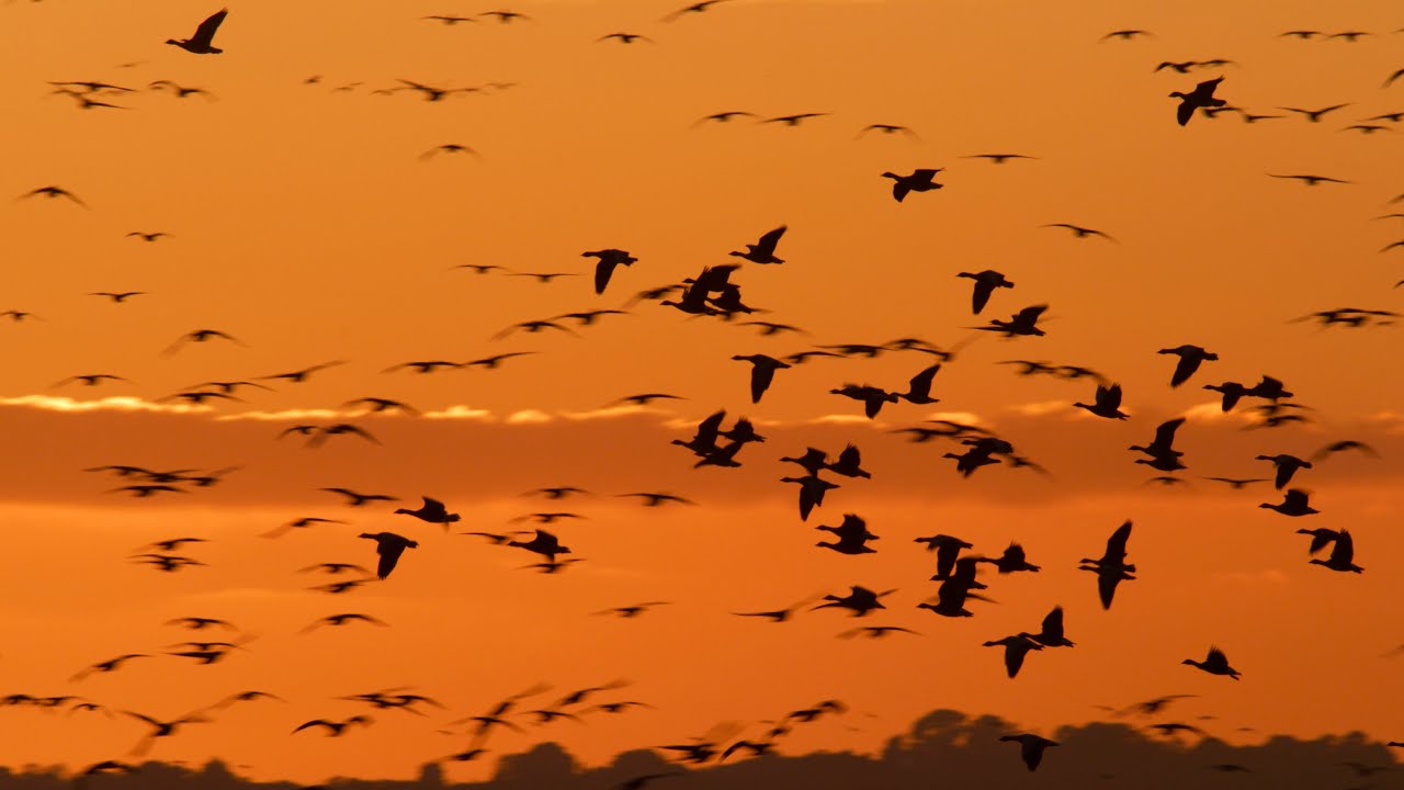 Wild goose watch from Montrose Basin Wildlife Reserve