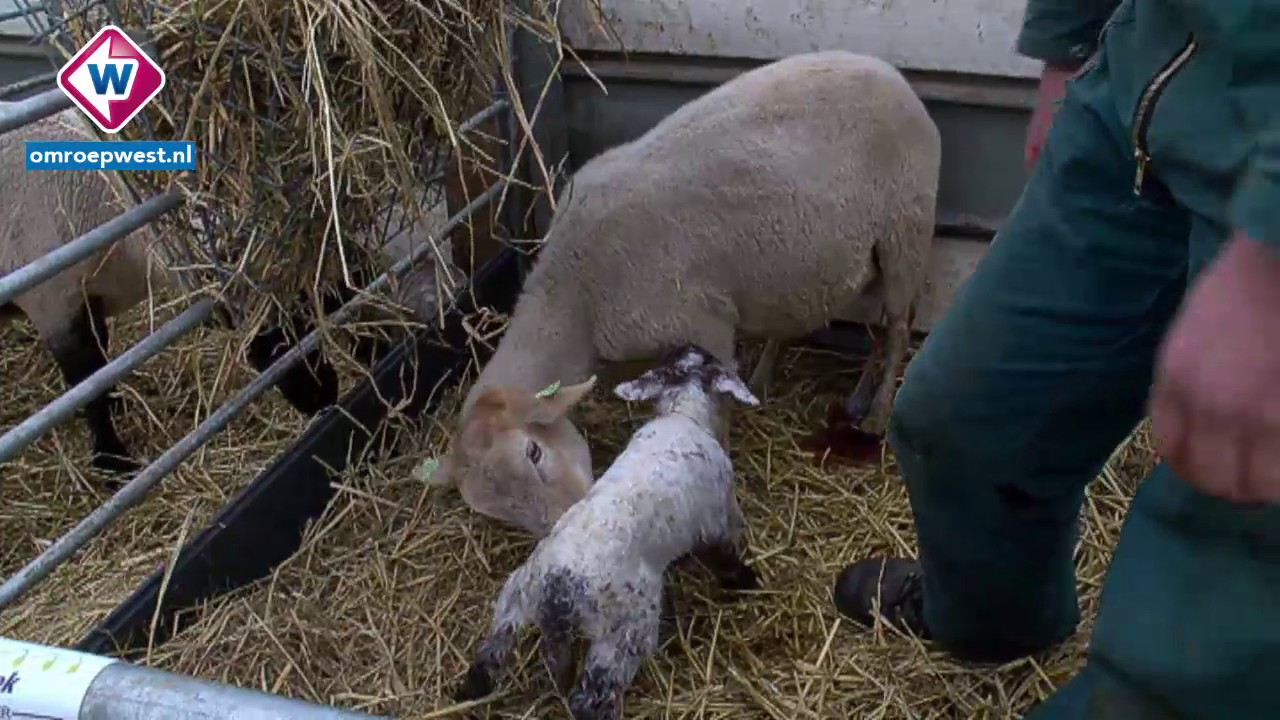 Ruim duizend lammetjes voor schapenboer Martin Oosthoek