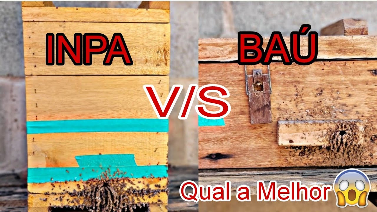 QUAL A MELHOR CAIXA PARA ABELHA MANDAÇAIA?(Veja neste vídeo) #abelhas