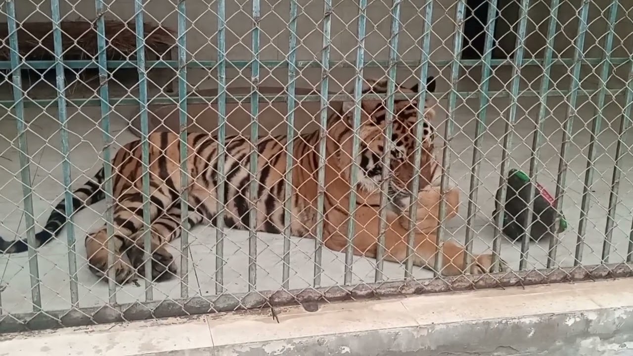 جنگل کے بادشاہ اور طاقتور ریچھ