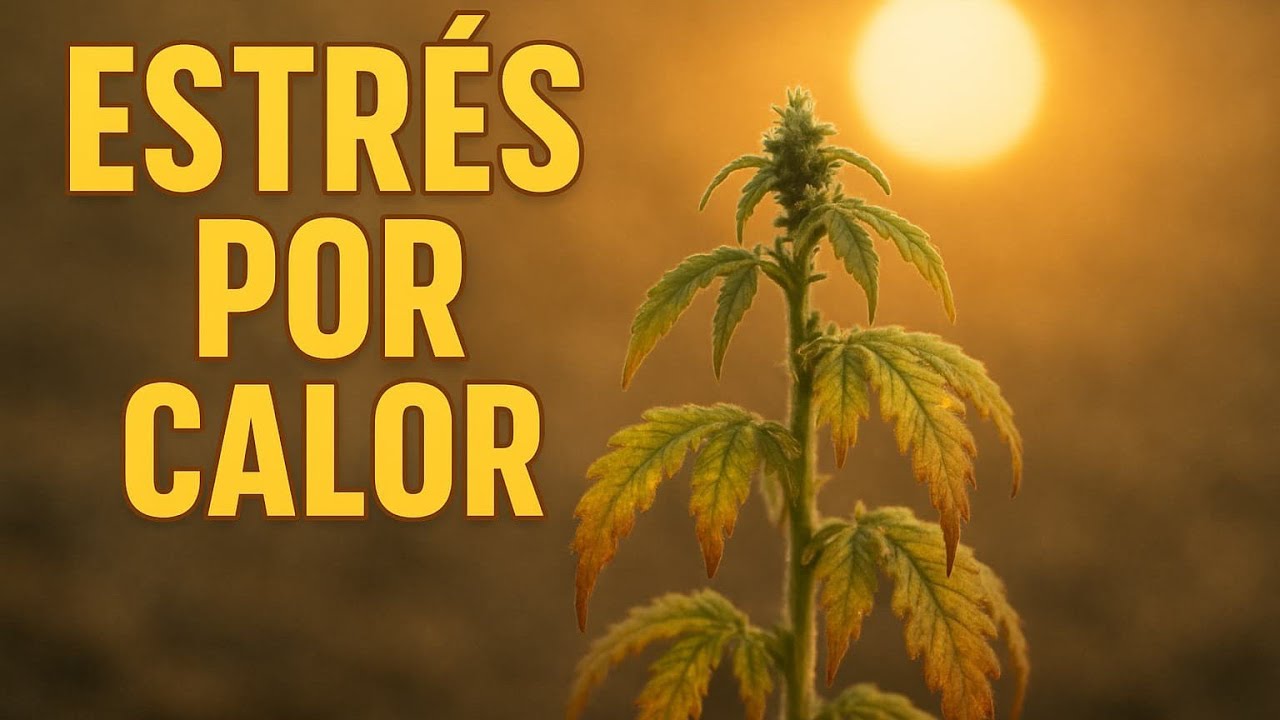 C&Oacute;MO PROTEGER TUS PLANTAS DEL ESTR&Eacute;S POR CALOR