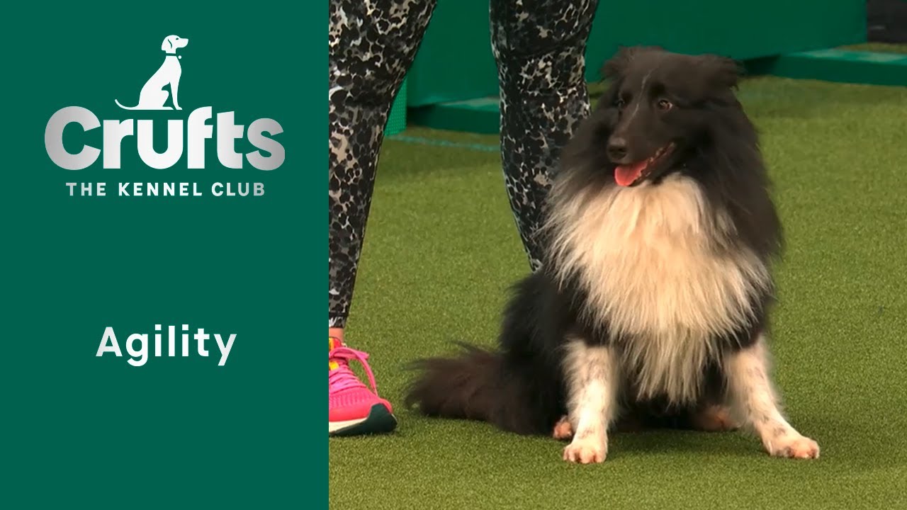 Agility - Crufts Novice Cup Final (Agility) Part Two | ​Crufts 2023