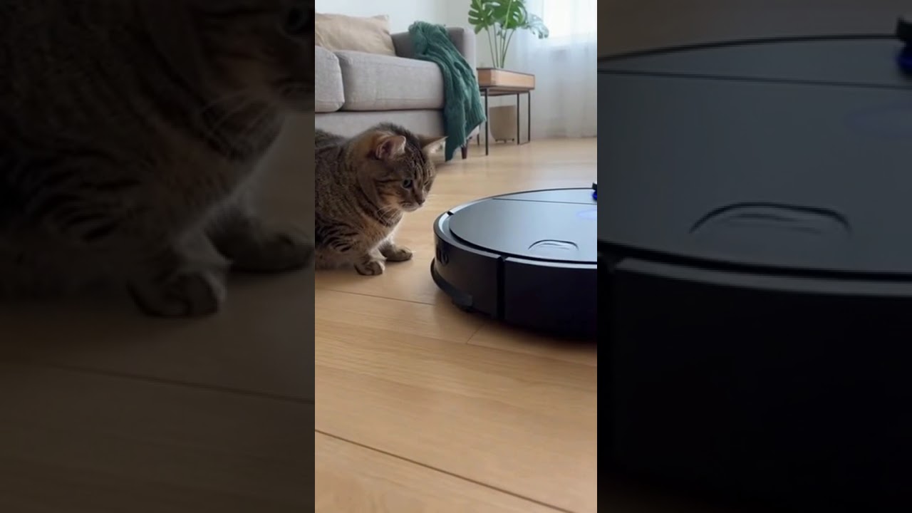 Cat vs. Vacuum Cleaner 😭🤖🐱 
