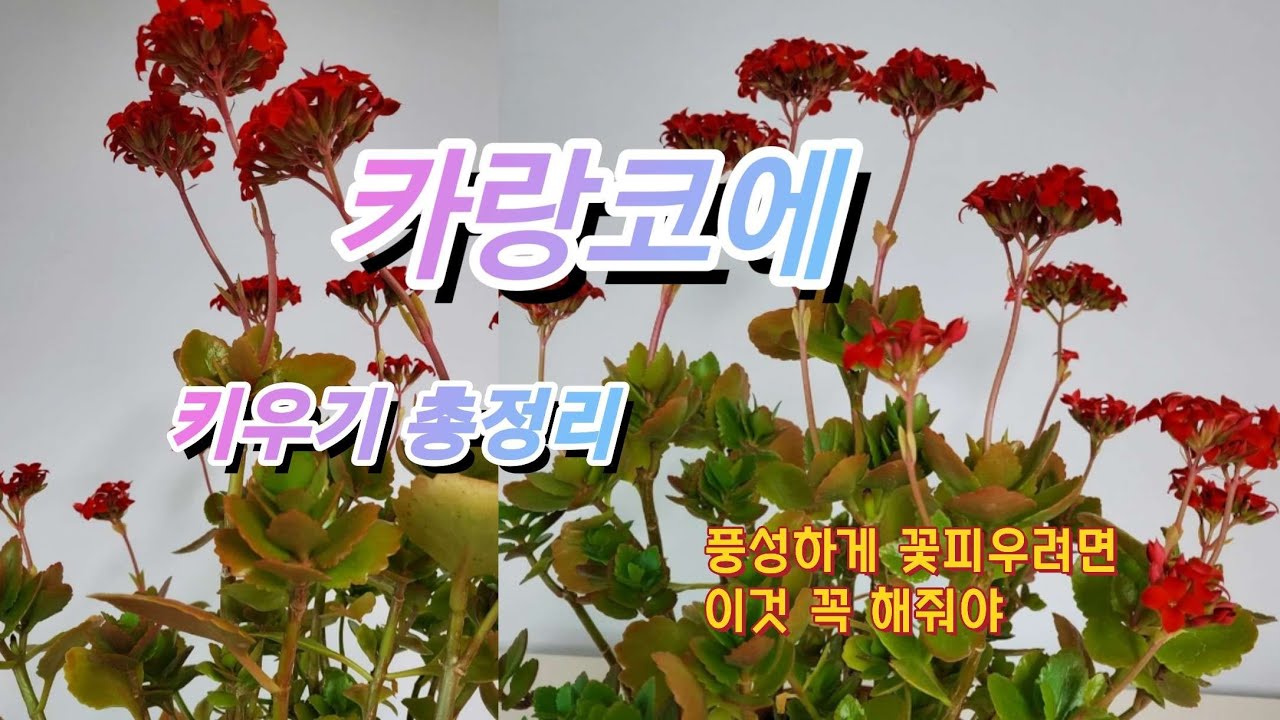 #카랑코에 키우기 #꽃피우려면 이것 꼭 해줘야(#키우기 #삽목 #물주기 #다육이 #추천꽃 #꽃피우기 #칼란디바 #Kalanchoe)