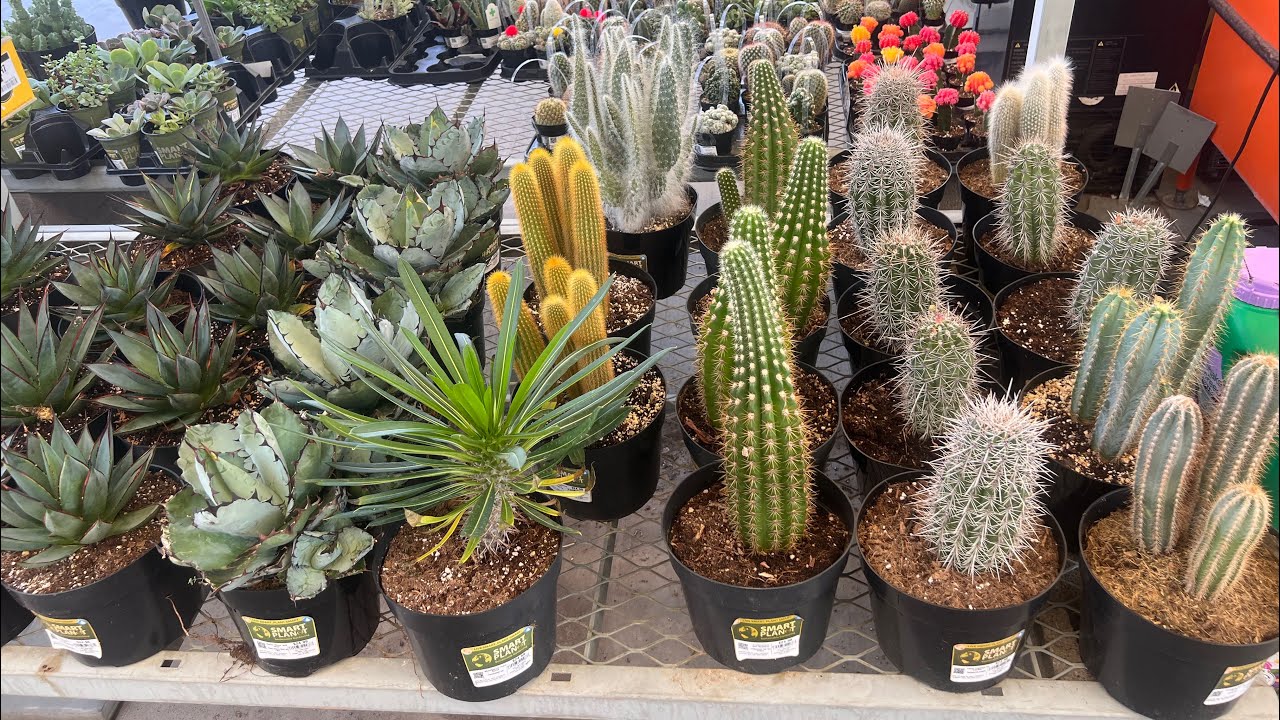 HOME DEPOT CACTUS AND SUCCULENT PLANT SHOPPING TOUR LAS VEGAS #cactus #plants #tour