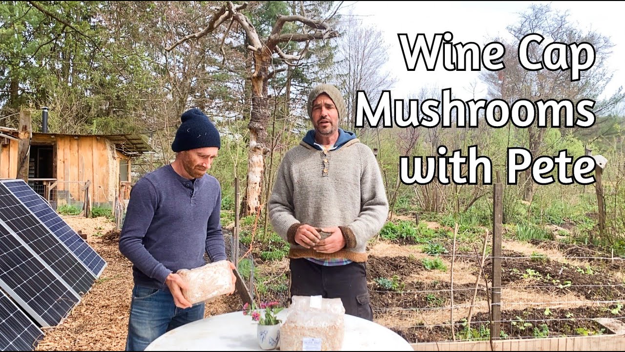 Wine Cap Mushroom Propagation with Pete!