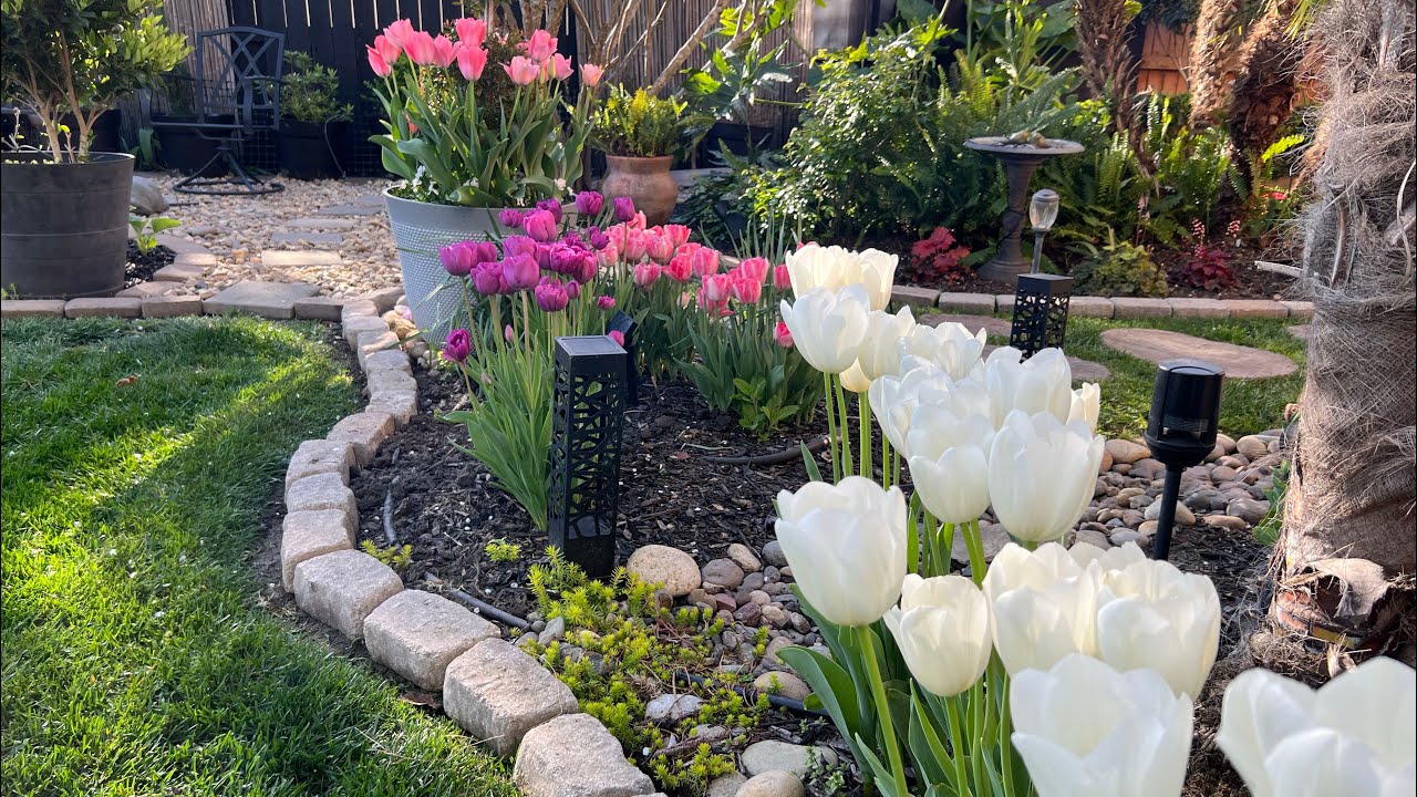Beautiful spring flowers🌷( End of March relaxing garden walk)