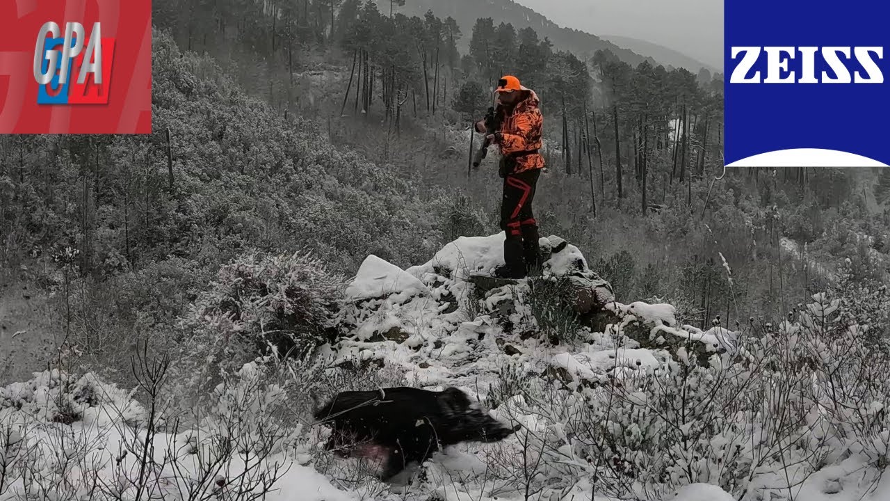 Battue extrême et moments fous💥Chasse au sanglier en Corse 🔥 