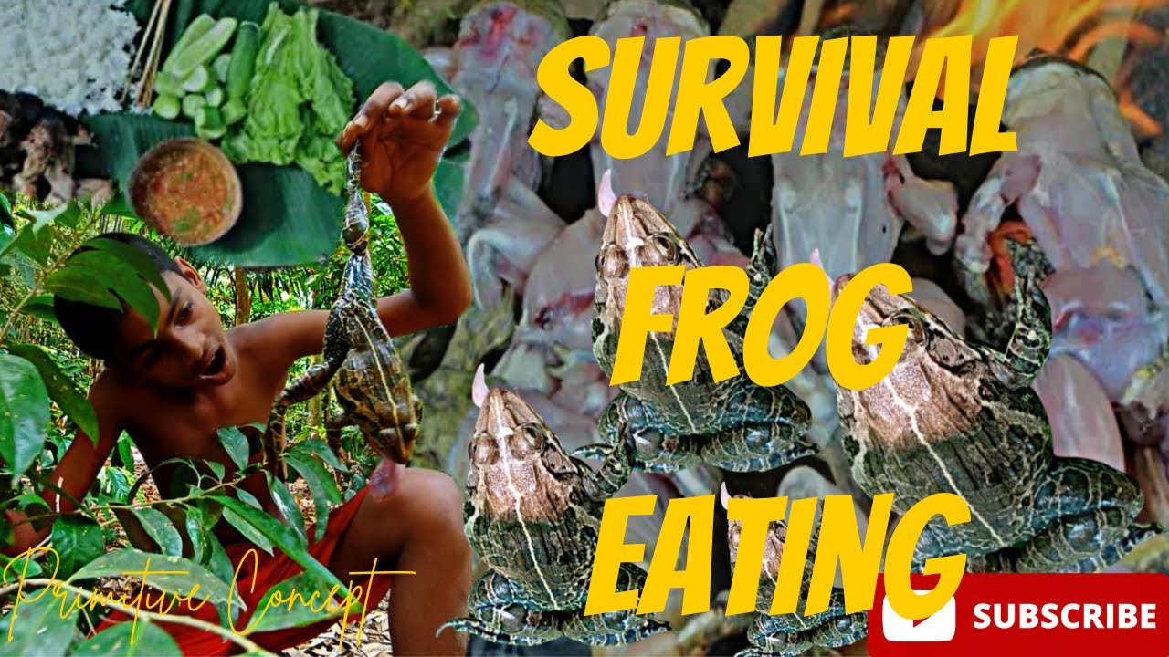 Survival Frog Eating - Yummy #Frog Recipe | Grill Frogs on the Rock Eating Delicious | PT Concept
