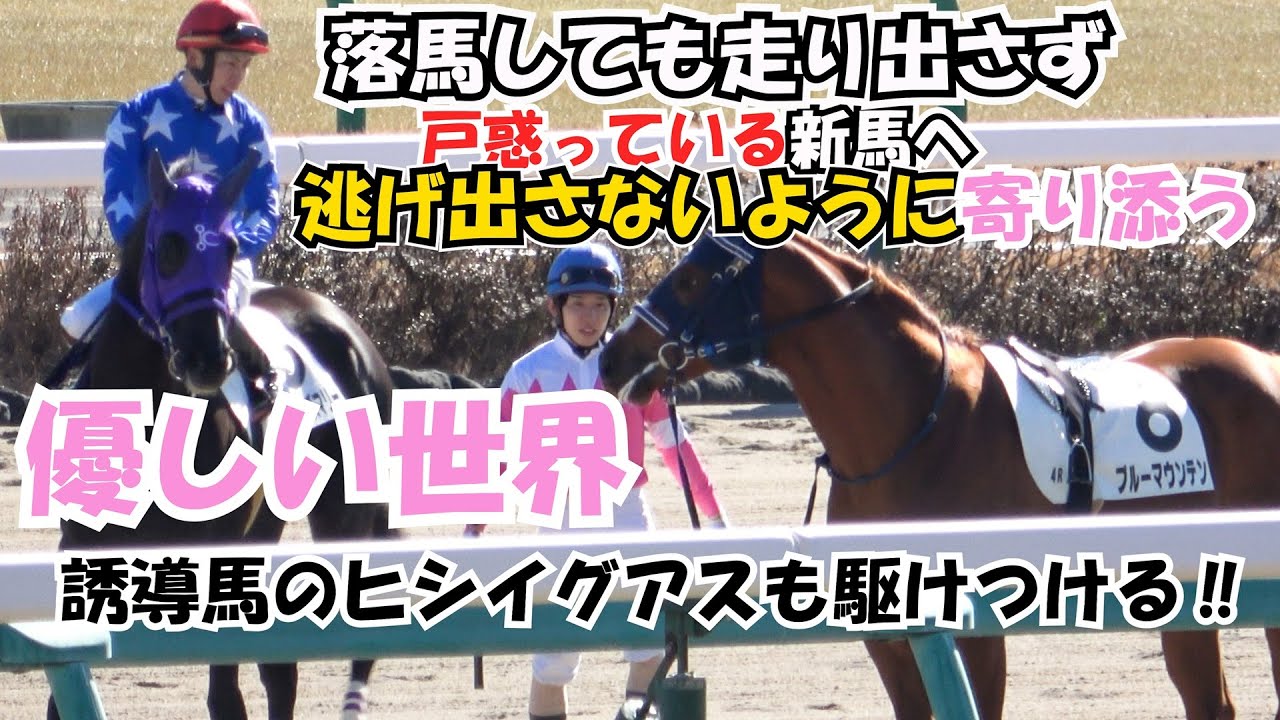【新馬戦】ブルーマウンテンが本馬場で落馬 すぐ止まり逃げないように横山武史が馬と共にそっと横に着く 誘導馬も駆けつける 現地映像