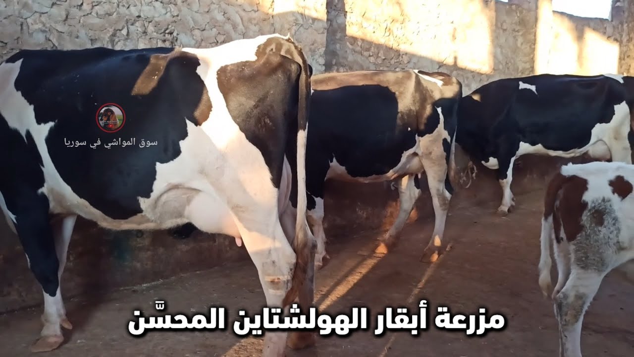 مزرعة الأخ المربي أبو صلاح الحموي | أبقار هولشتاين 30 كيلو | معلومات بخصوص الأعلاف والتربية