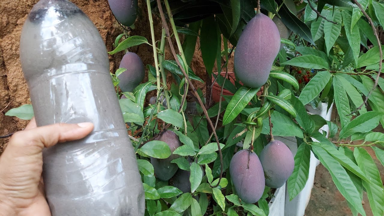 Adubo orgânico líquido