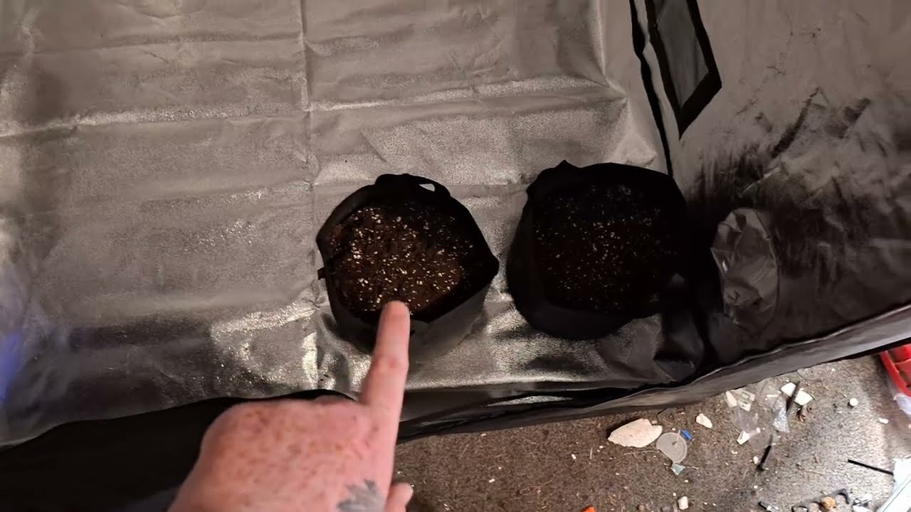New Grow Tent with Elite Bright 720w Led Grow Light (My New Grow Setup) for FastBuds Auto Flowers