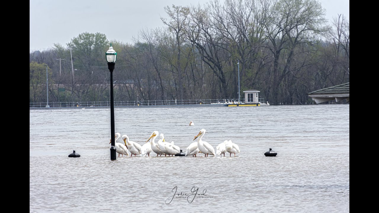 2023 Flooding Davenport, IA