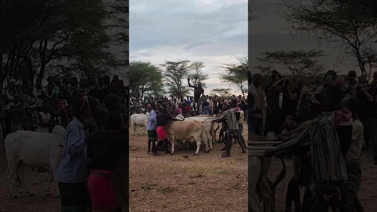 Bull jumping ceremony Ethiopia