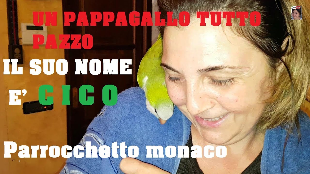 Un pappagallo pazzerello di nome CICO