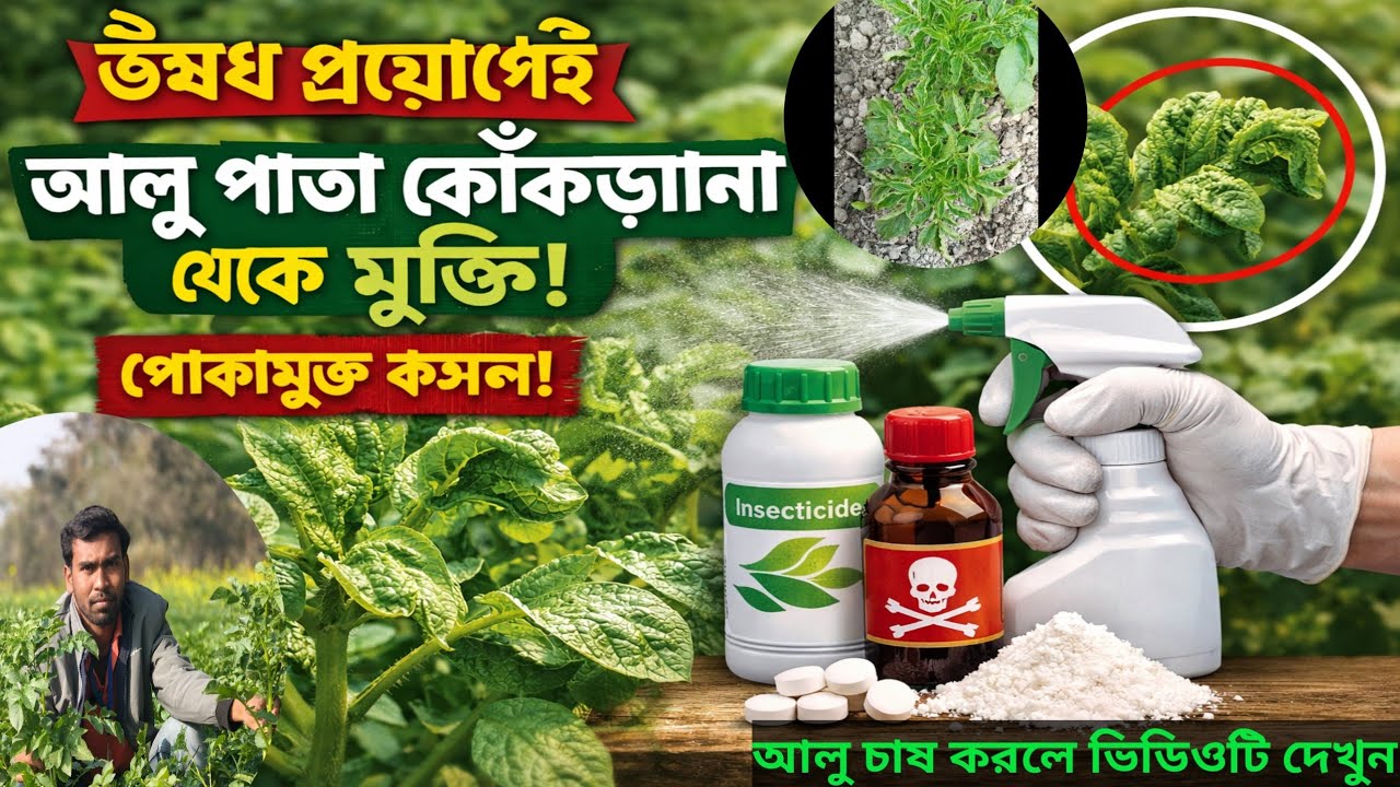 আলুর পাতা কোঁকড়ানো থেকে মুক্তি পান। Which medicine best for Potato PLRV diseases?