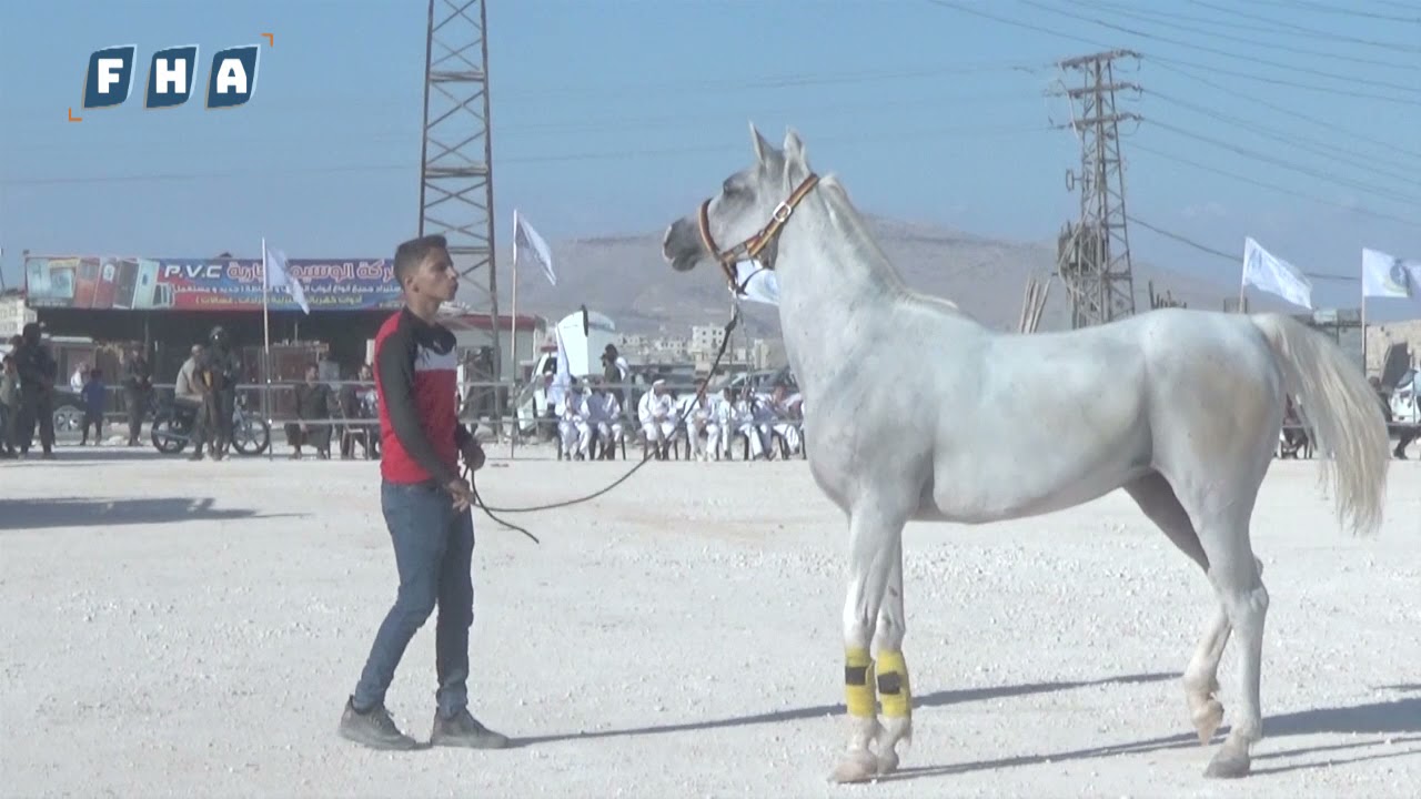 منظمة 