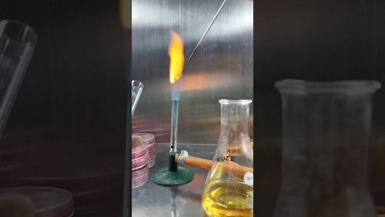 Inoculate bacterial culture to broth. #microbiology #culture #bacteria #inoculation #lab