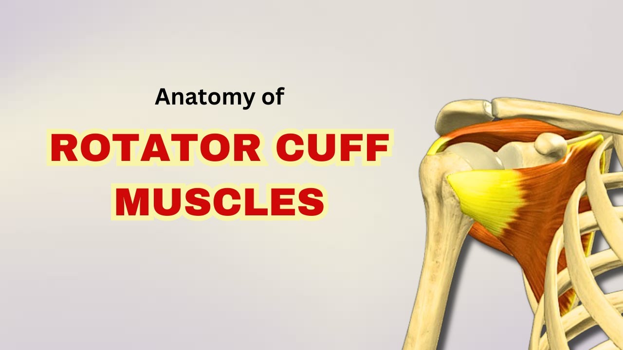 Rotator Cuff Muscles Anatomy | Muscles of Scapular Region | Doctor Speaks