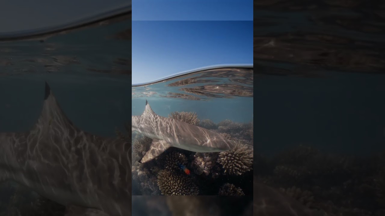 Sharks in the Shallows #blacktip #reef #saveourseasfoundation