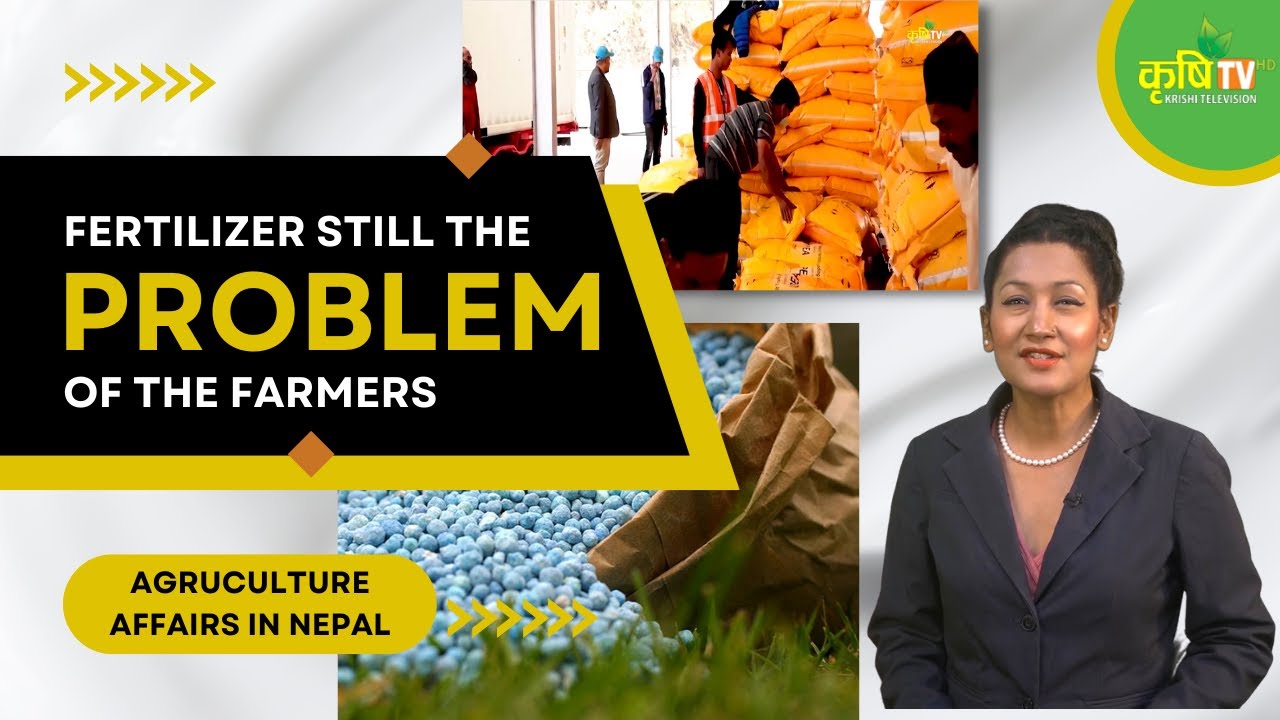 Fertilizer still the problem of the farmers|| Agriculture Affairs in Nepal