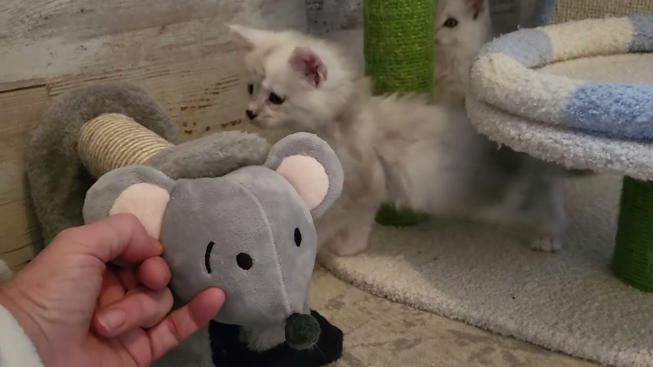 The Maine Coon kittens 