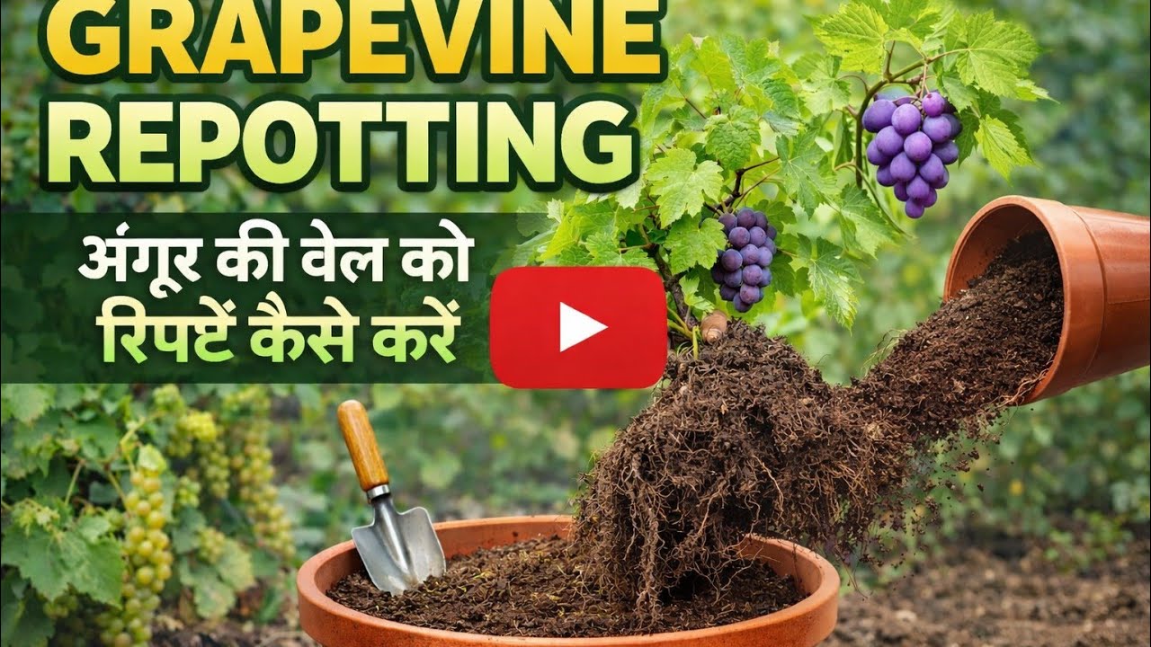 🍇🪴कनेर और अंगूर की बेल को कब और कैसे रिपोर्ट करना चाहिए ! Grapes vine reporting and pruning,