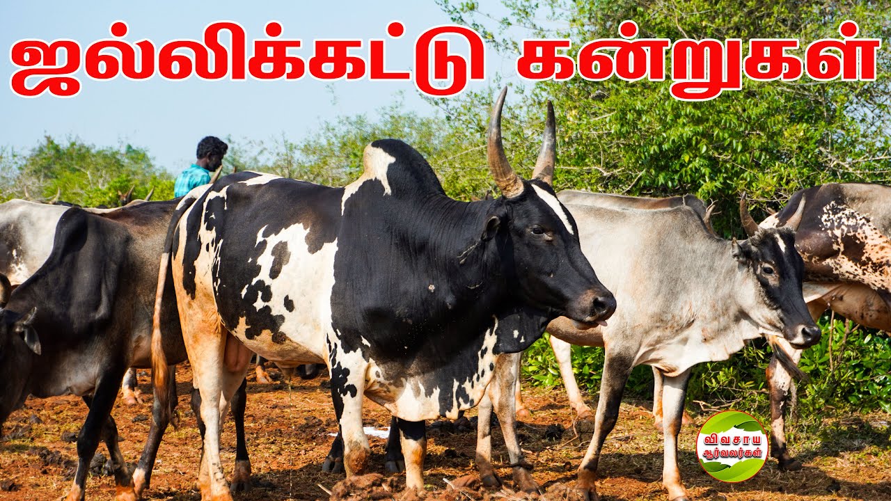 ஜோடி 25 ஆயிரம்|தரமான காளை கன்றுகள்|கிடை மாடுகள் #vivasayaarvalargal #cows #desicow #kidaimadu #calf
